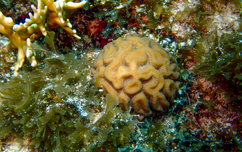 Photo of coral and algae together